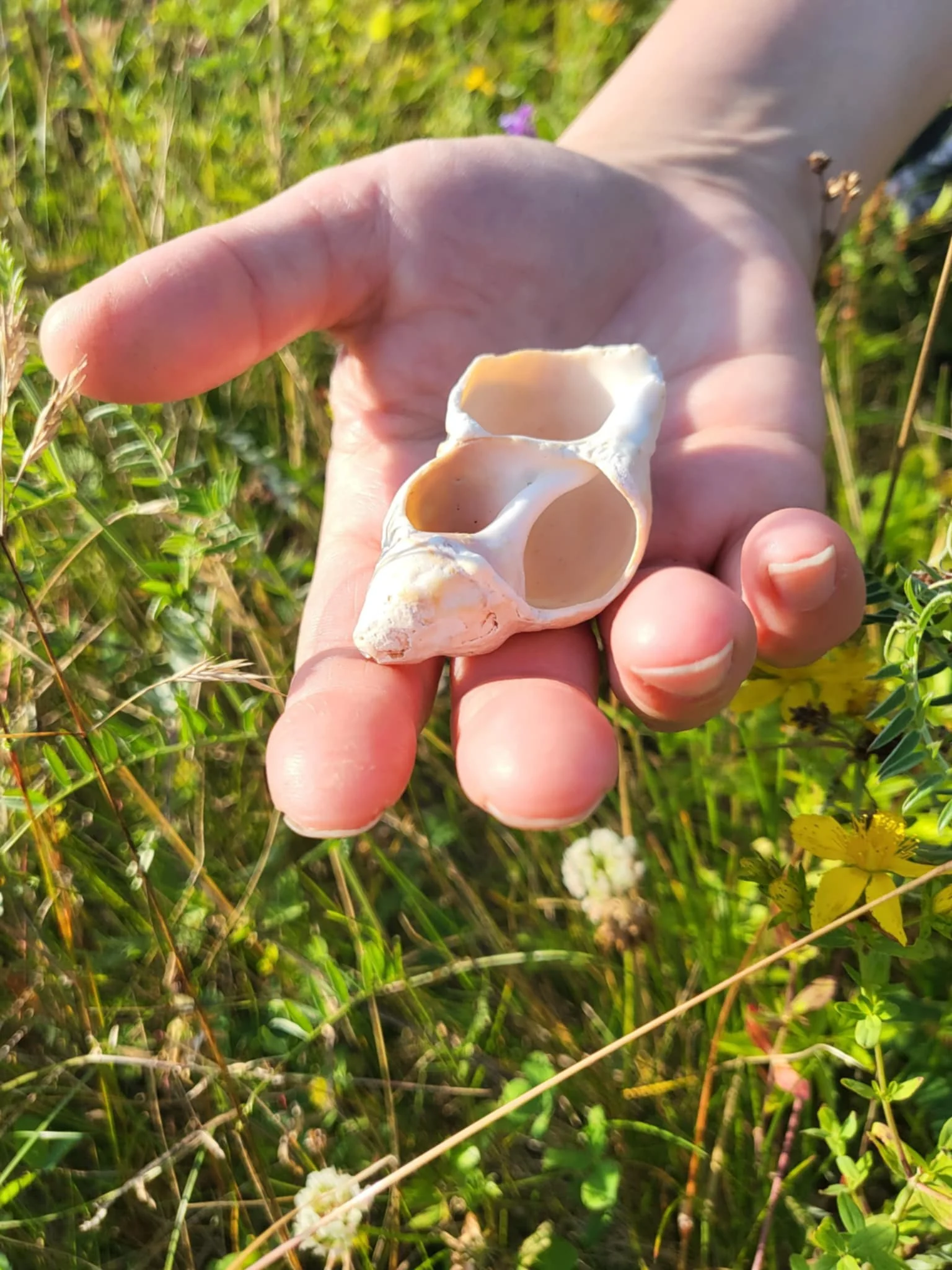 Seashell Counselling moment 2