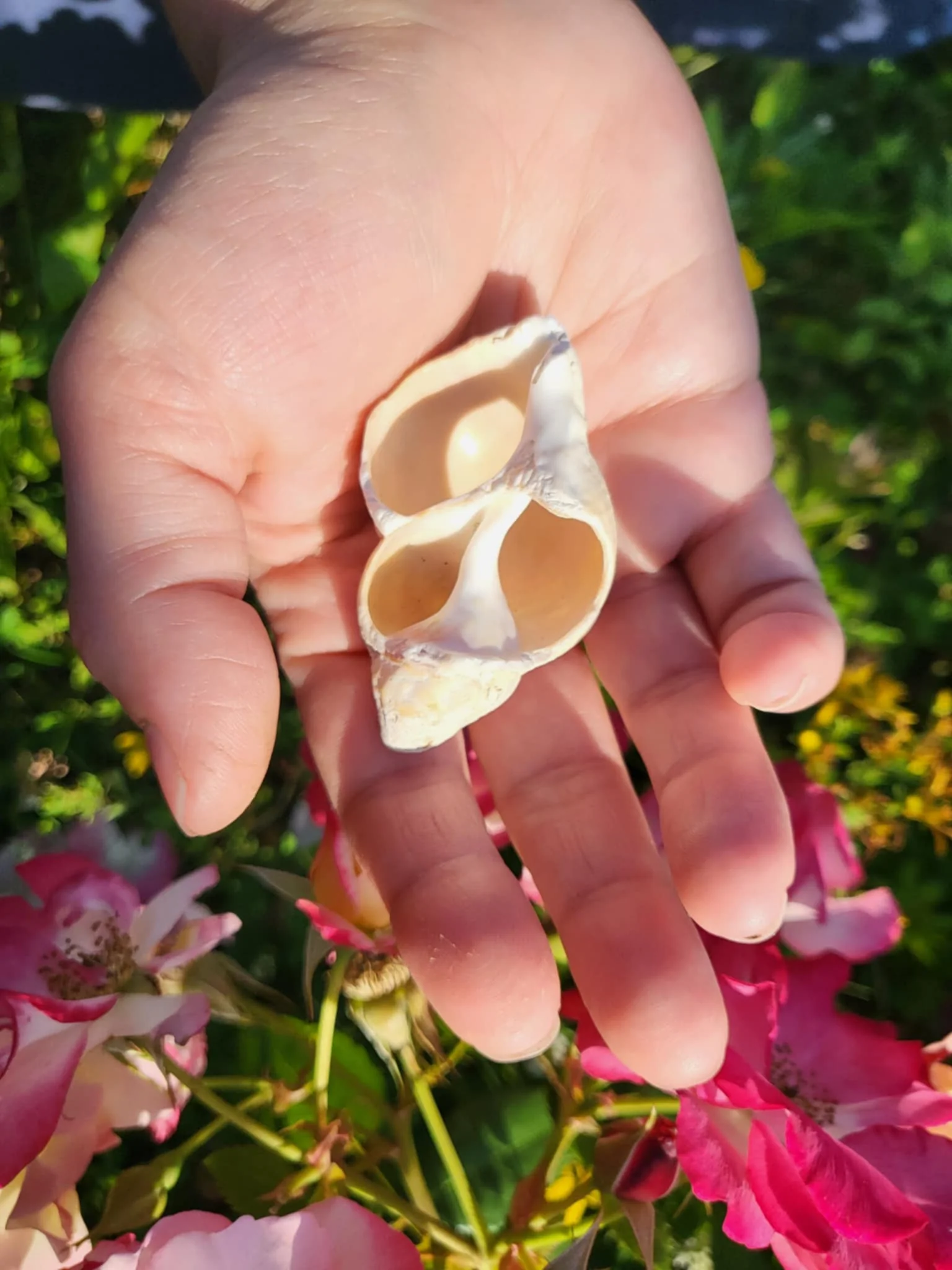 Seashell Counselling moment 1